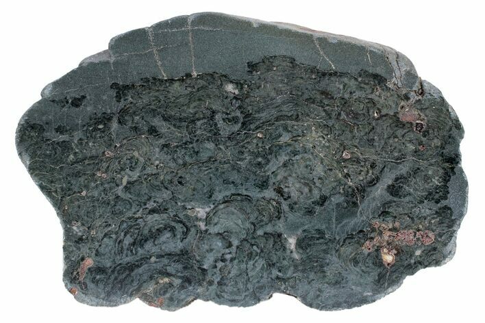 Polished Stromatolite (Alcheringa) Section - Billion Years #239942